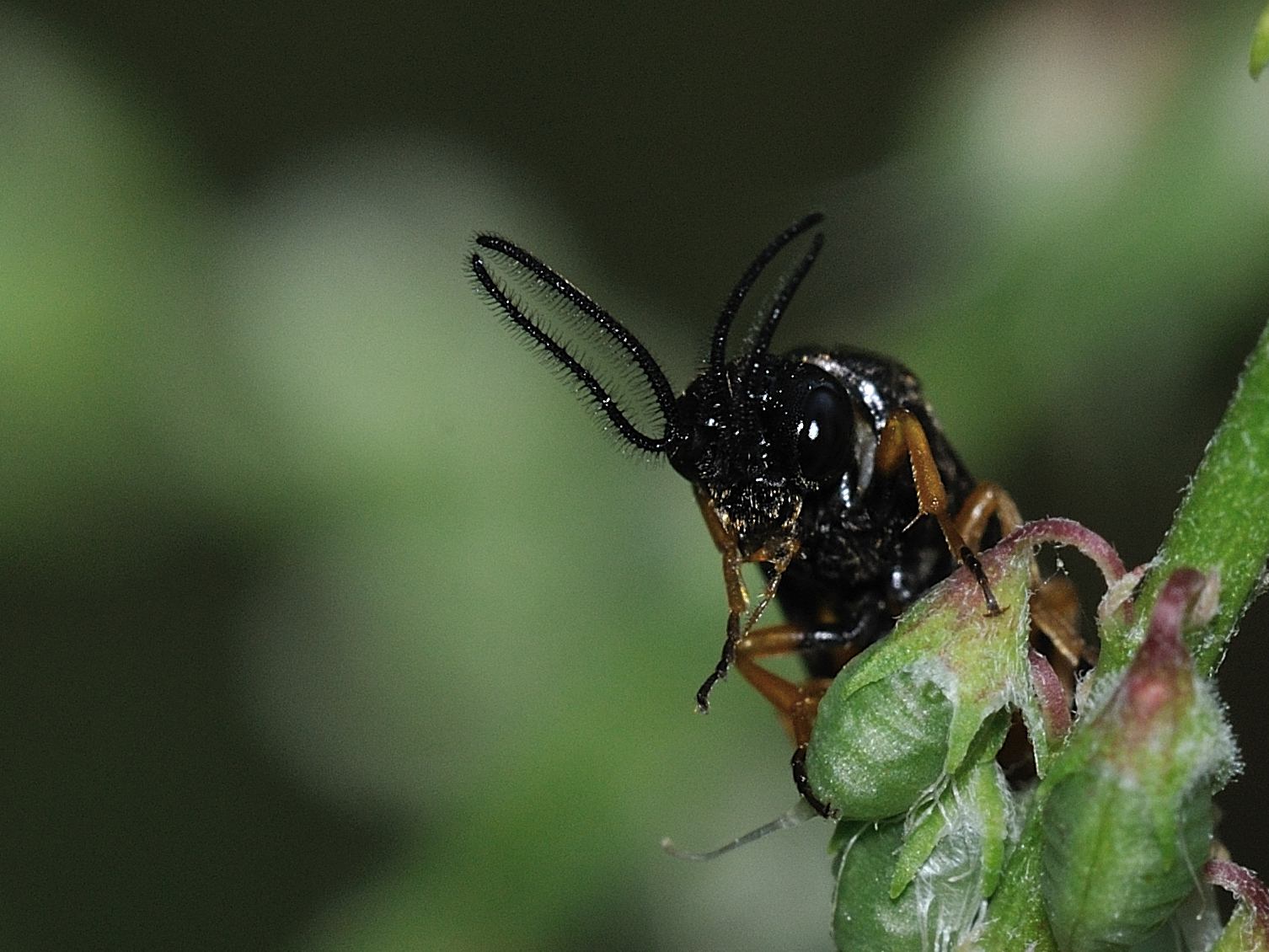 QUIZ: maschio di Sterictiphora (Argidae)